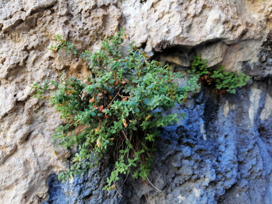 Malatya’da Yetişen Endemik Bitki, Yüksek Tıbbi Potansiyeliyle Bilim Dünyasının Dikkatini Çekti